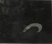 Photo redessinée d\'un berceau avec un tissu blanc dans une forêt sombre et menaà§ante.